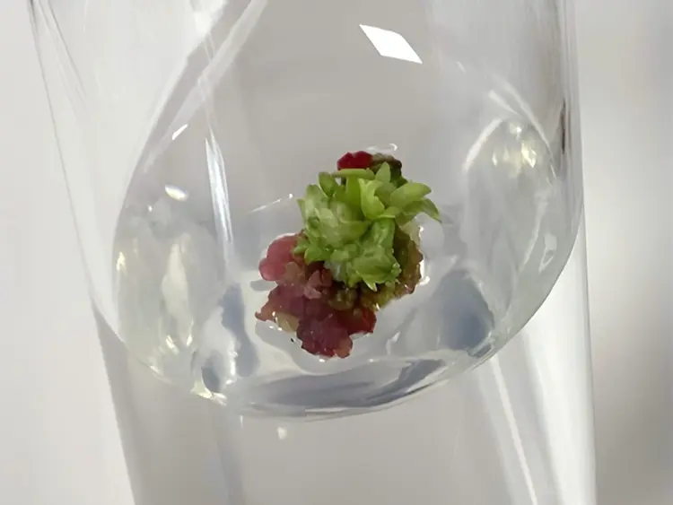 转染与基因编辑